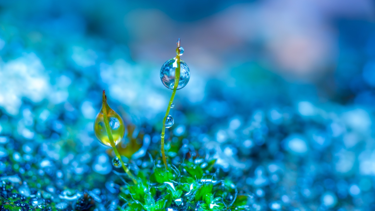 Молодой зеленый росток травы в каплях росы