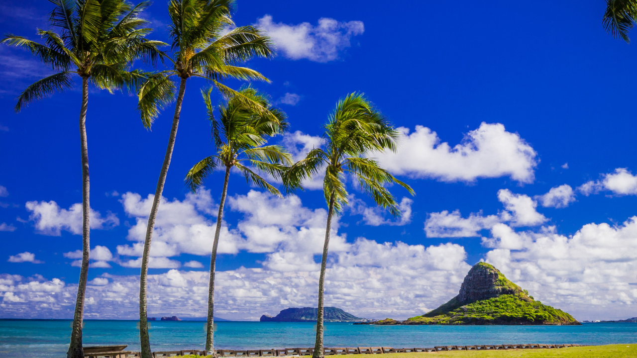 Пальмы на побережье под красивым голубым небом с белыми облаками, Гавайи. США