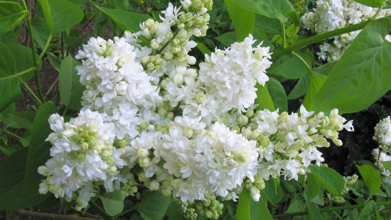 Ветка нежной сирени белого цвета