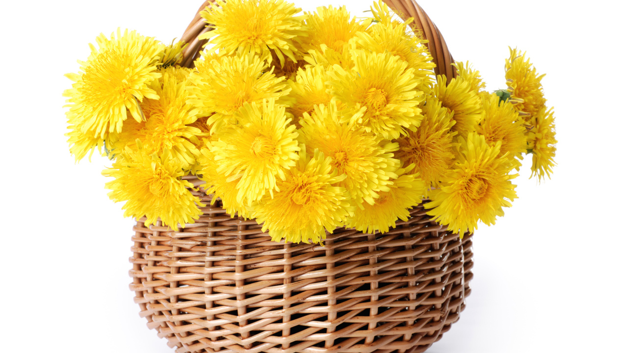 Корзина желтых одуванчиков на белом фоне