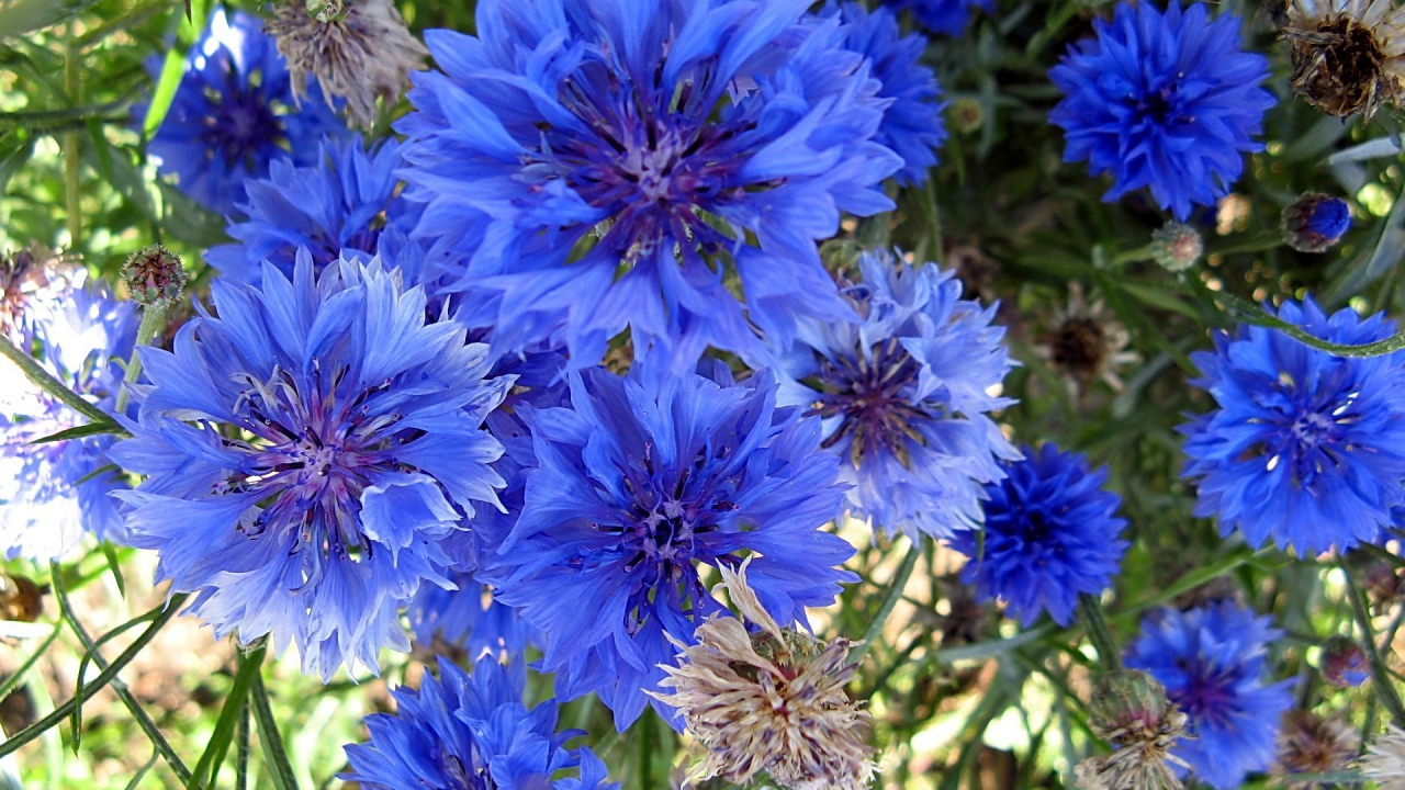 Красивые голубые цветы  васильки 