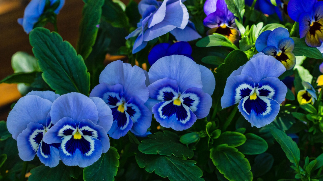 Красивые синие садовые цветы фиалка Виттрока 