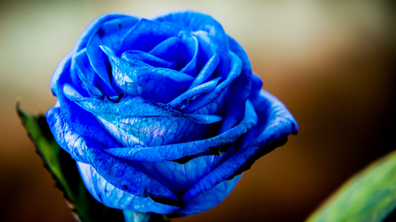Красивая синяя роза крупным планом