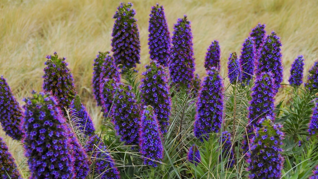 Красивые синие полевые цветы 