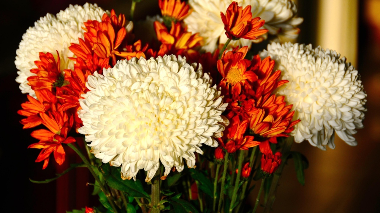 Красивый букет белых и оранжевый хризантем