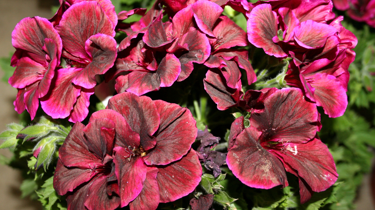 Красивые бордовые цветы герань крупным планом 