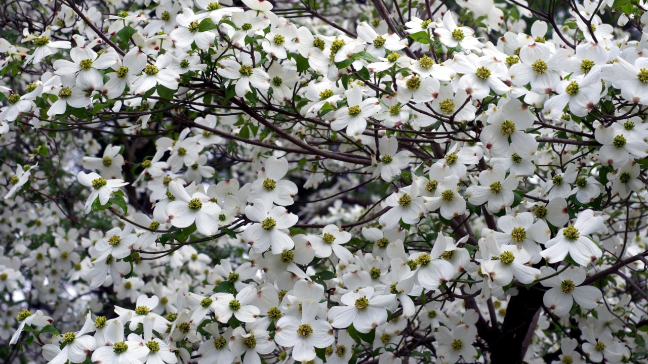 Красивое цветущее дерево кизила 