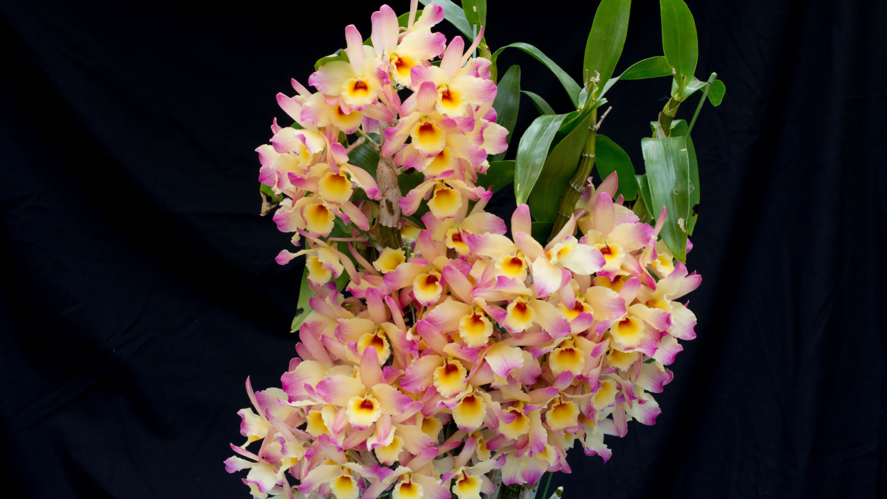 Красивые нежные орхидеи крупным планом на черном фоне