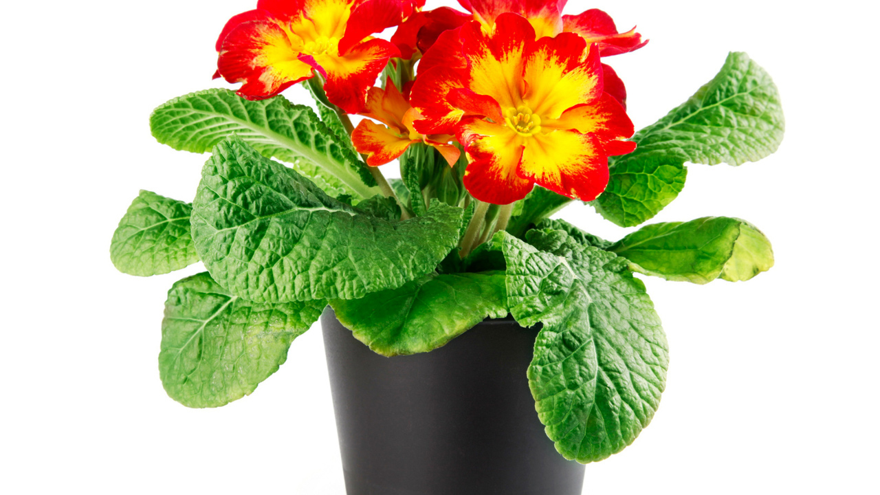 Красивый комнатный цветок примула на белом фоне