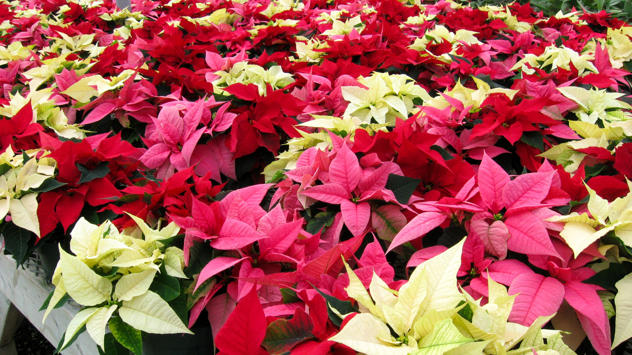 Красивые комнатные цветы молочай, пуансеттия