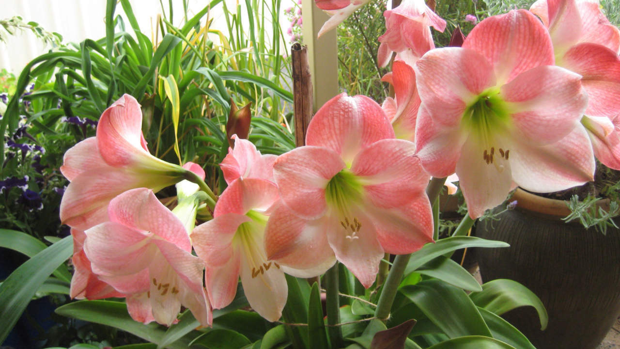 Красивые комнатные розовые Амариллис