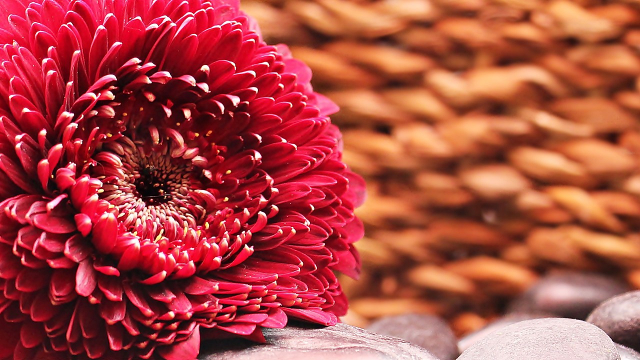 Красивая пышная красная гербера 