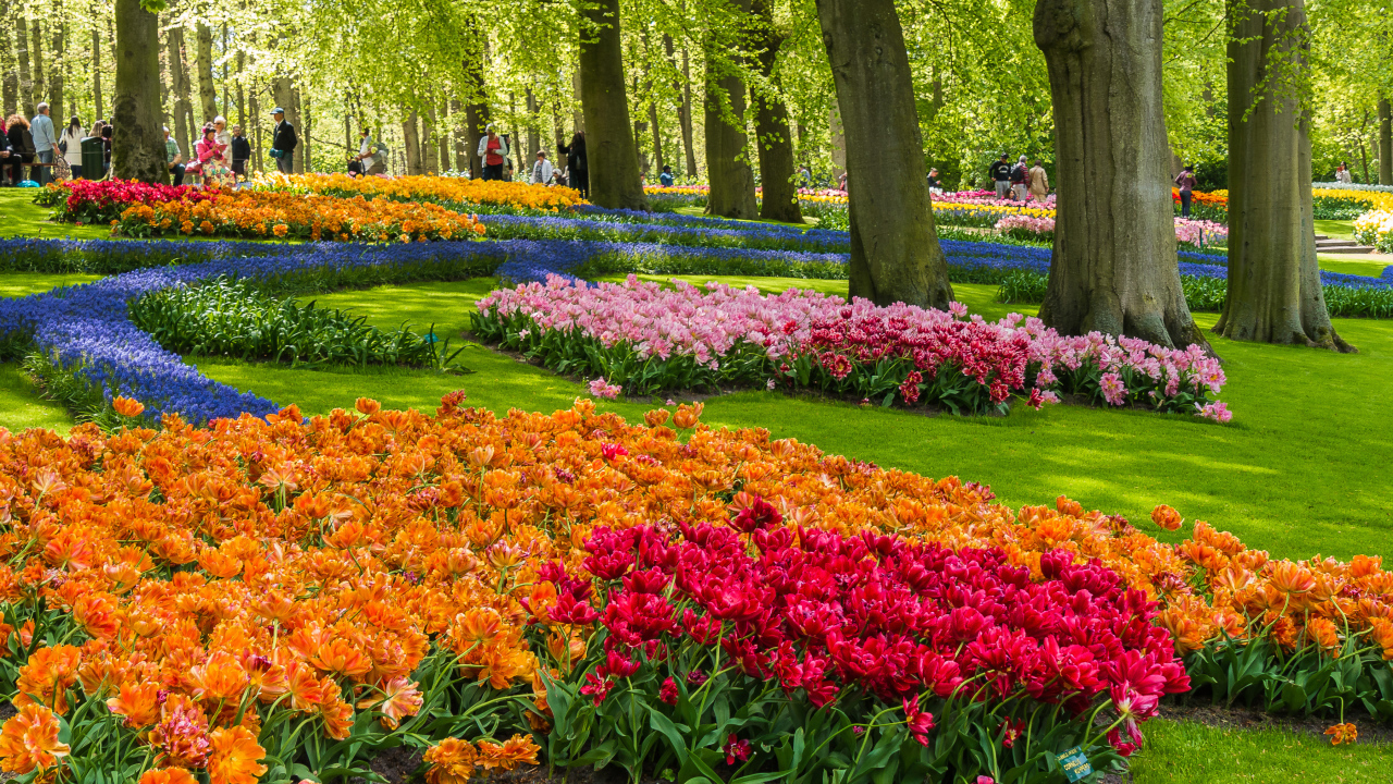 Красивые разноцветные тюльпаны в ботаническом саду