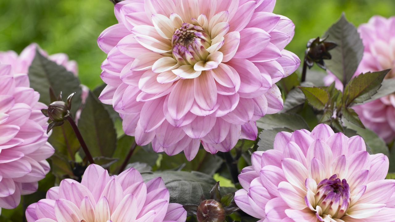 Красивые розовые георгины крупным планом