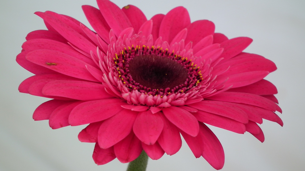 Красивый розовый цветок гербера крупным планом 