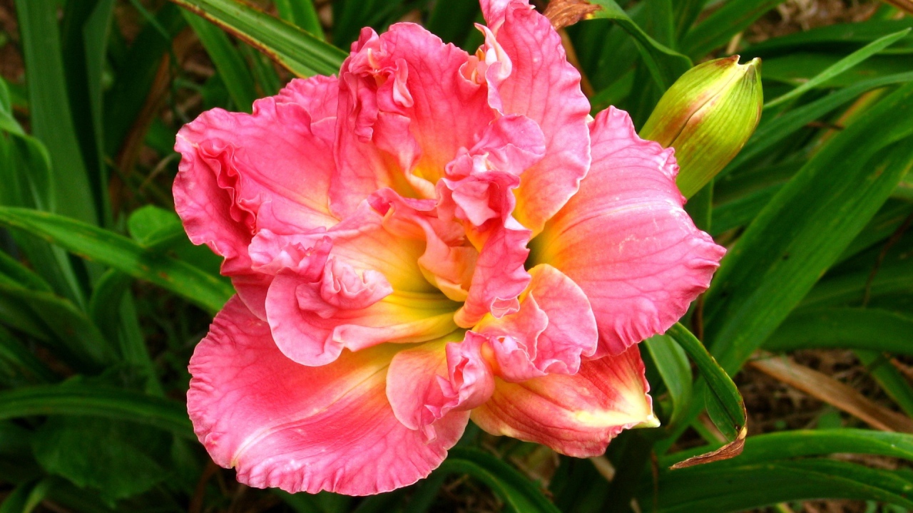 Красивая розовая лилия с бутоном крупным планом