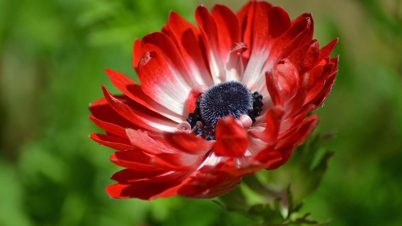 Красивый красный цветок Анемона крупным планом 