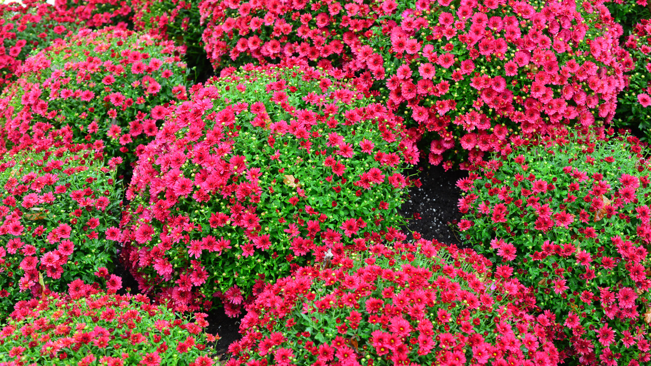 Красивые красные шаровидные хризантемы на клумбе