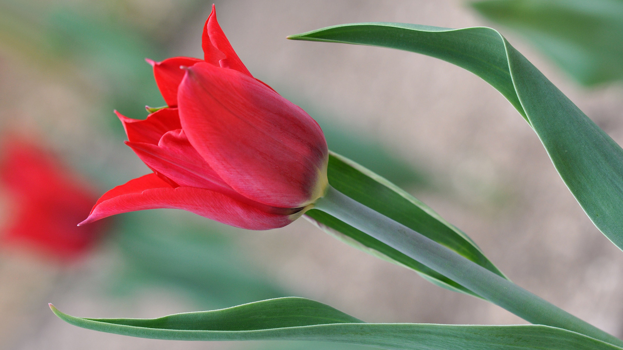 Красивый красный тюльпан 