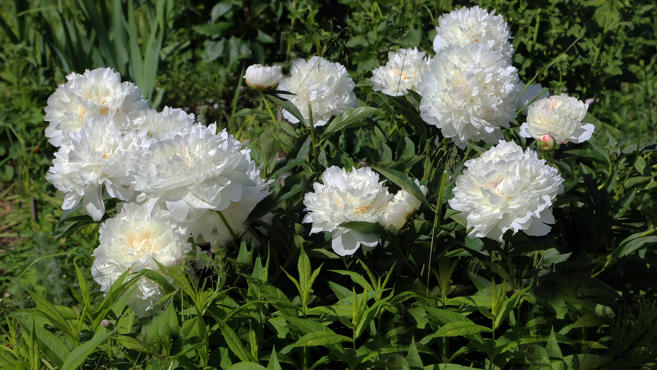 Красивые нежные белые пионы на клумбе