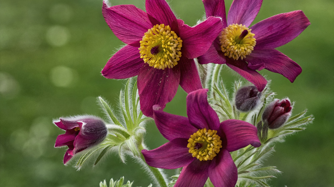 Красивые фиолетовые цветы прострел альпийский крупным планом