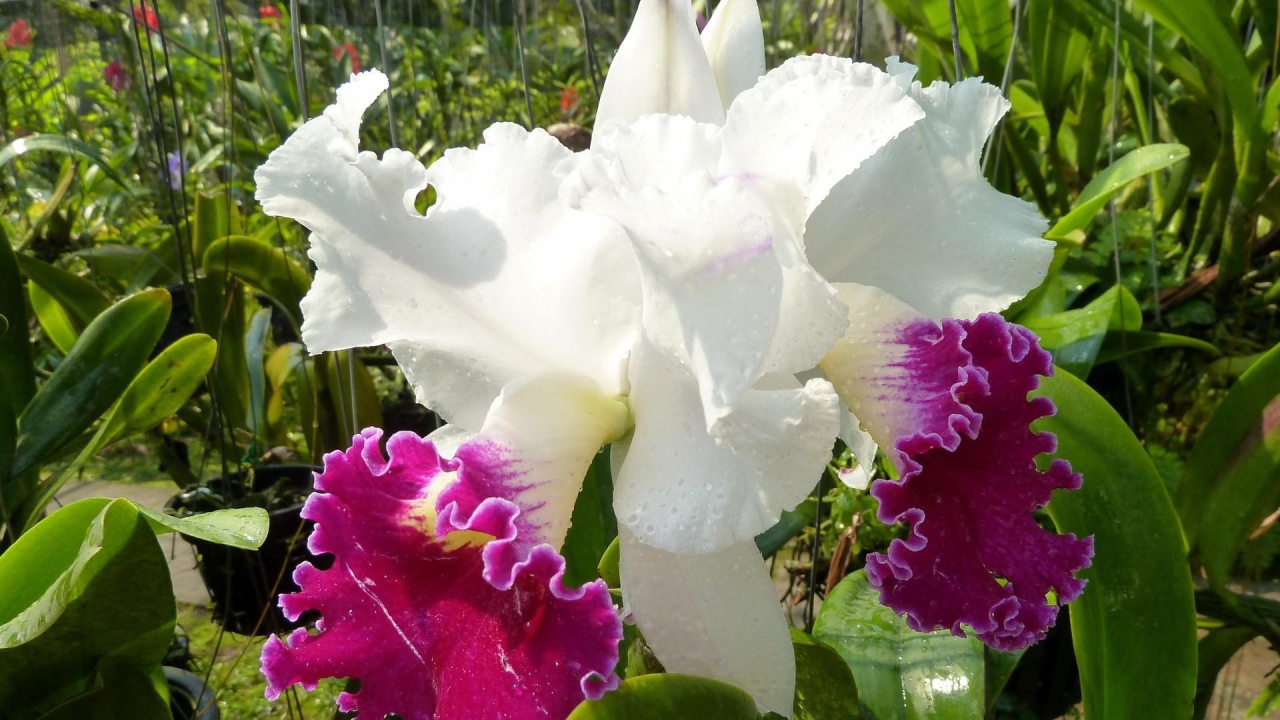Красивый бело-розовый ирис в каплях воды на клумбе