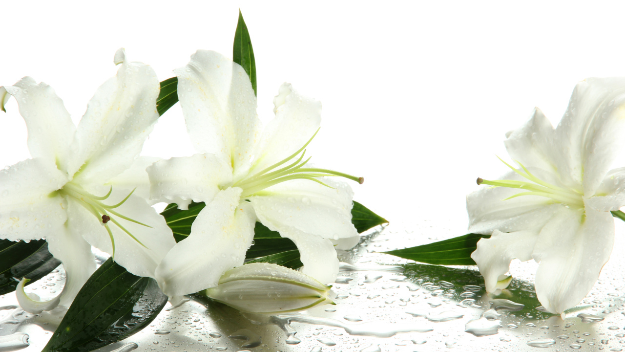 Красивые белые лилии в каплях воды на белом фоне