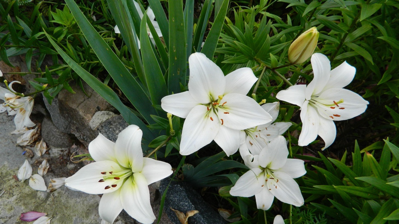 Красивые белые лилии с бутонами на клумбе с цветами