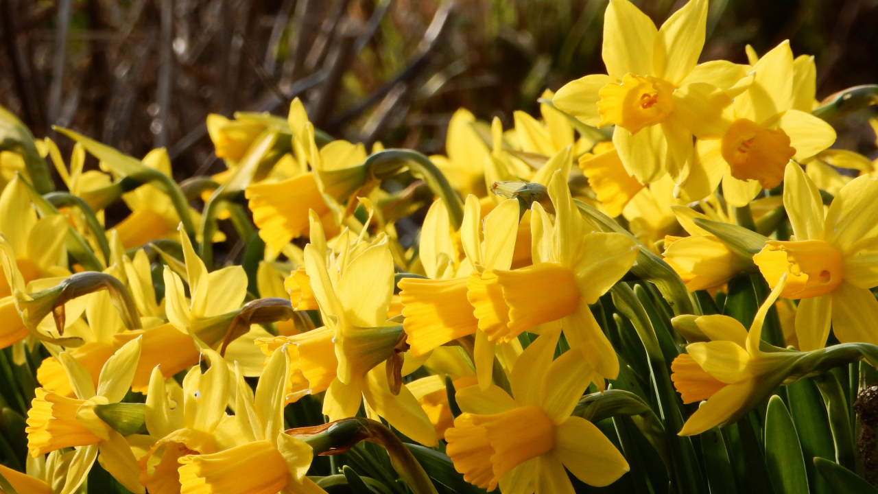 Красивые желтые нарциссы на клумбе 