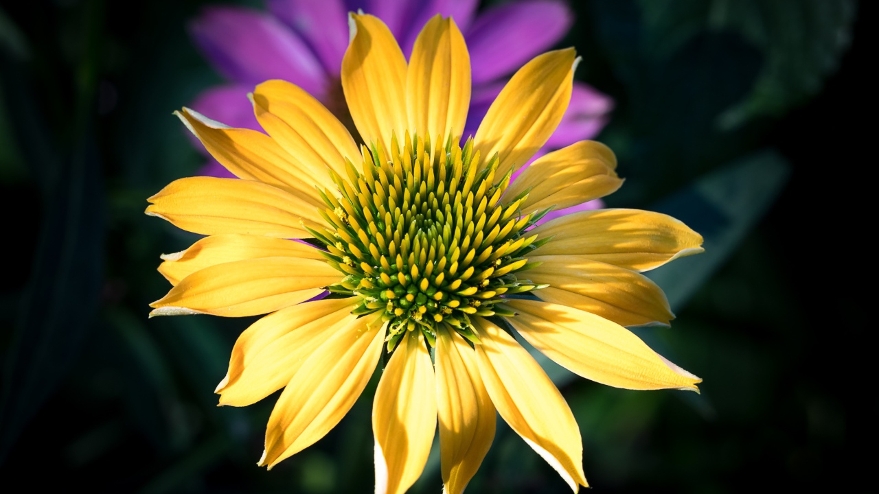 Красивый желтый цветок крупным планом