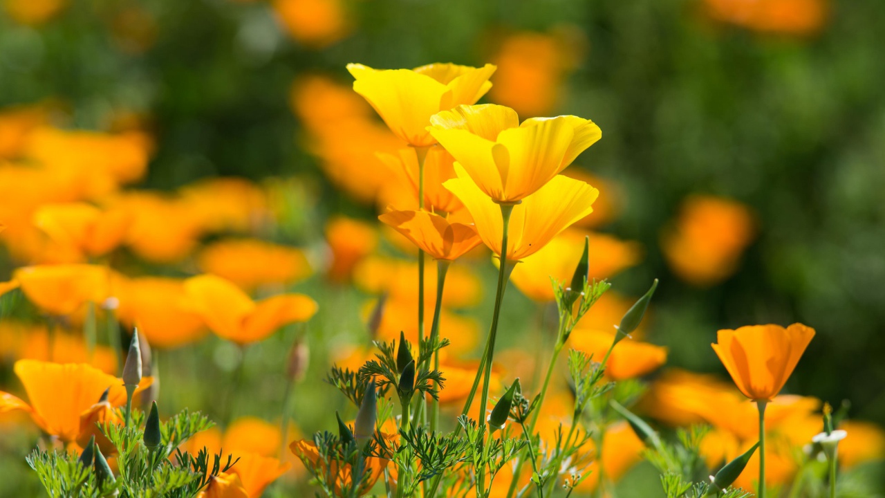 Красивые желтые летние цветы эшшольция калифорнийская