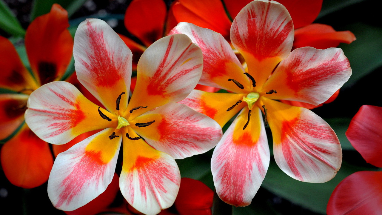 Распустившиеся розовые тюльпаны 