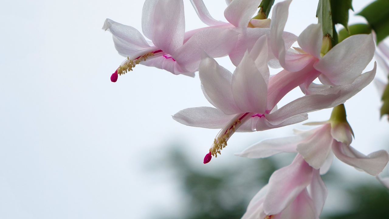 Цветущий комнатный цветок Рождественник 