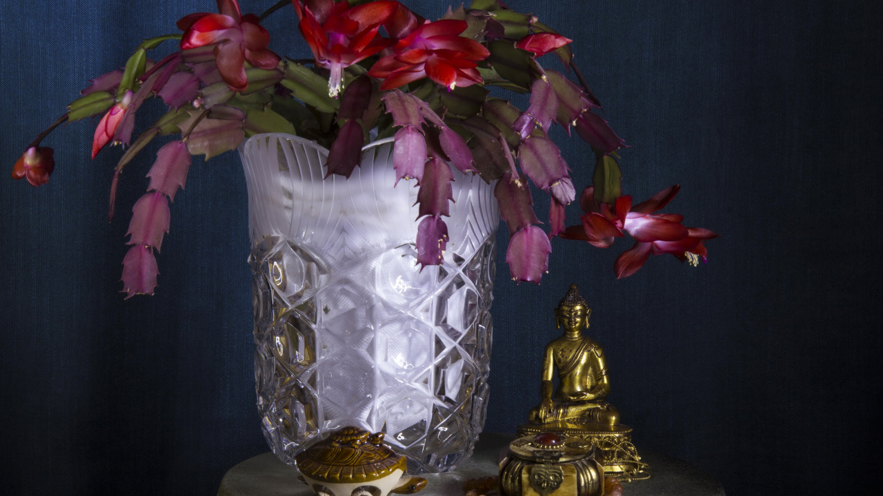 Цветущий комнатный цветок Шлюмбергера со статуэткой Будда на столе