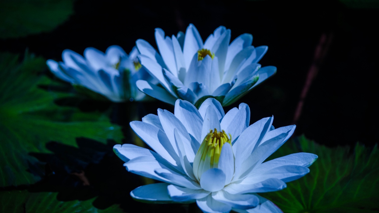 Голубой цветок нежный лотос в пруду 