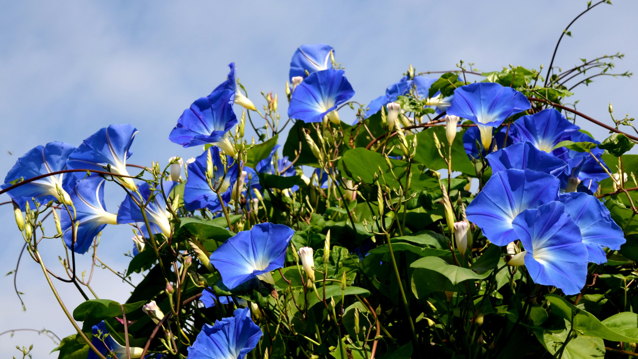 Синие цветы вьюнки на фоне голубого неба