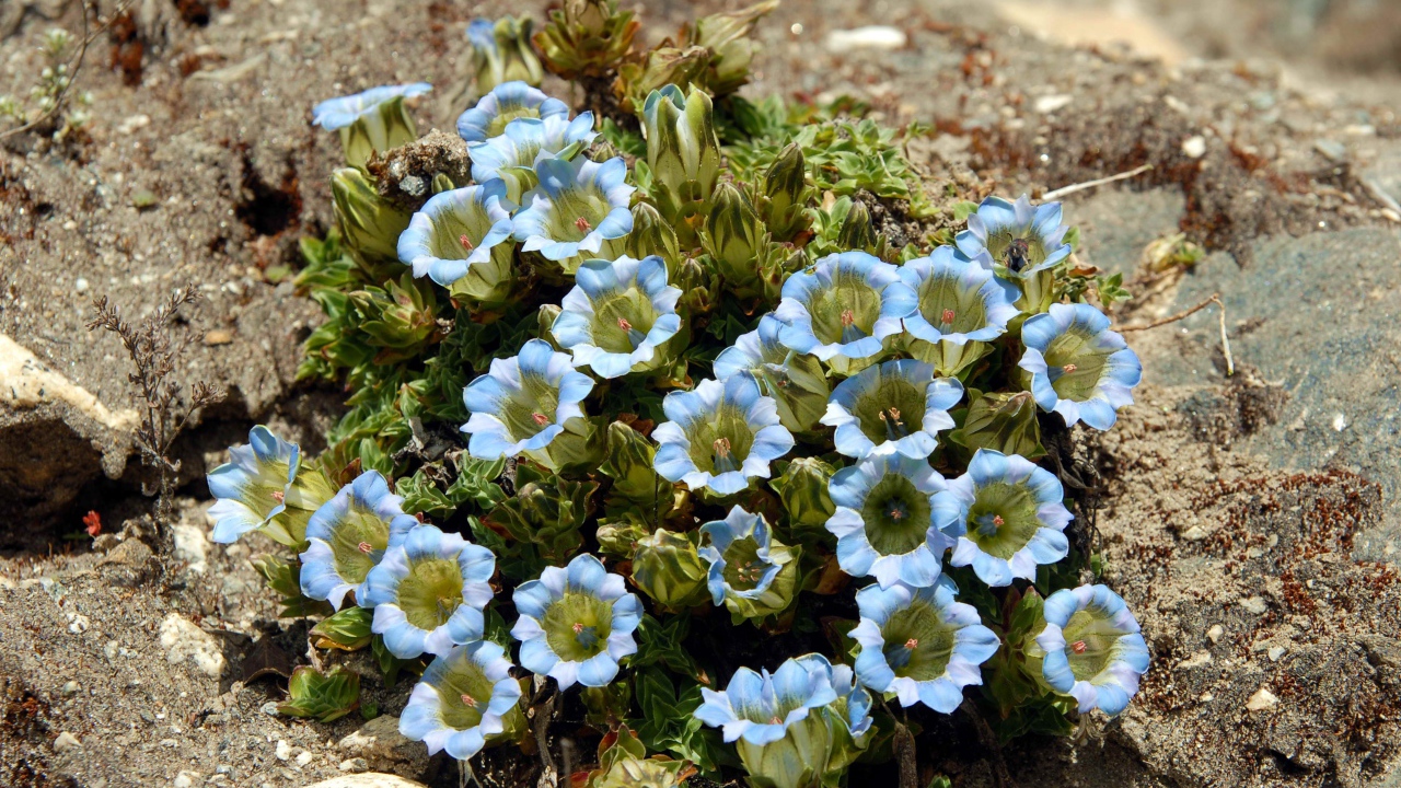 Голубые цветы на камне