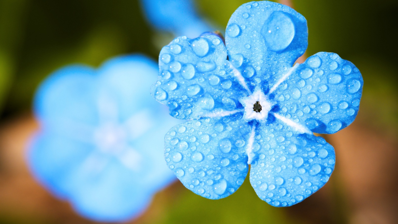 Голубой цветок незабудки в каплях росы крупным планом