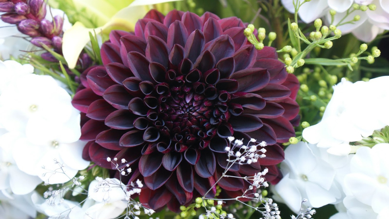 Бордовая георгина с белыми цветами в букете 