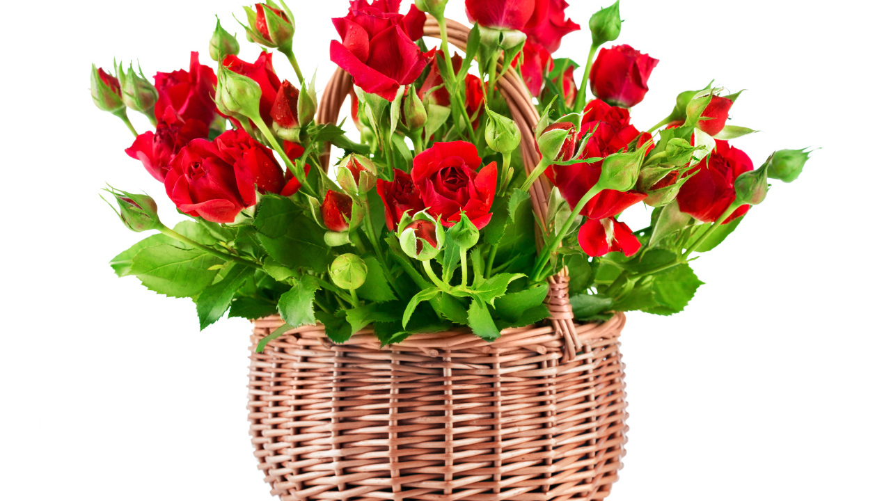 Букет красивых красных роз в корзине на белом фоне 