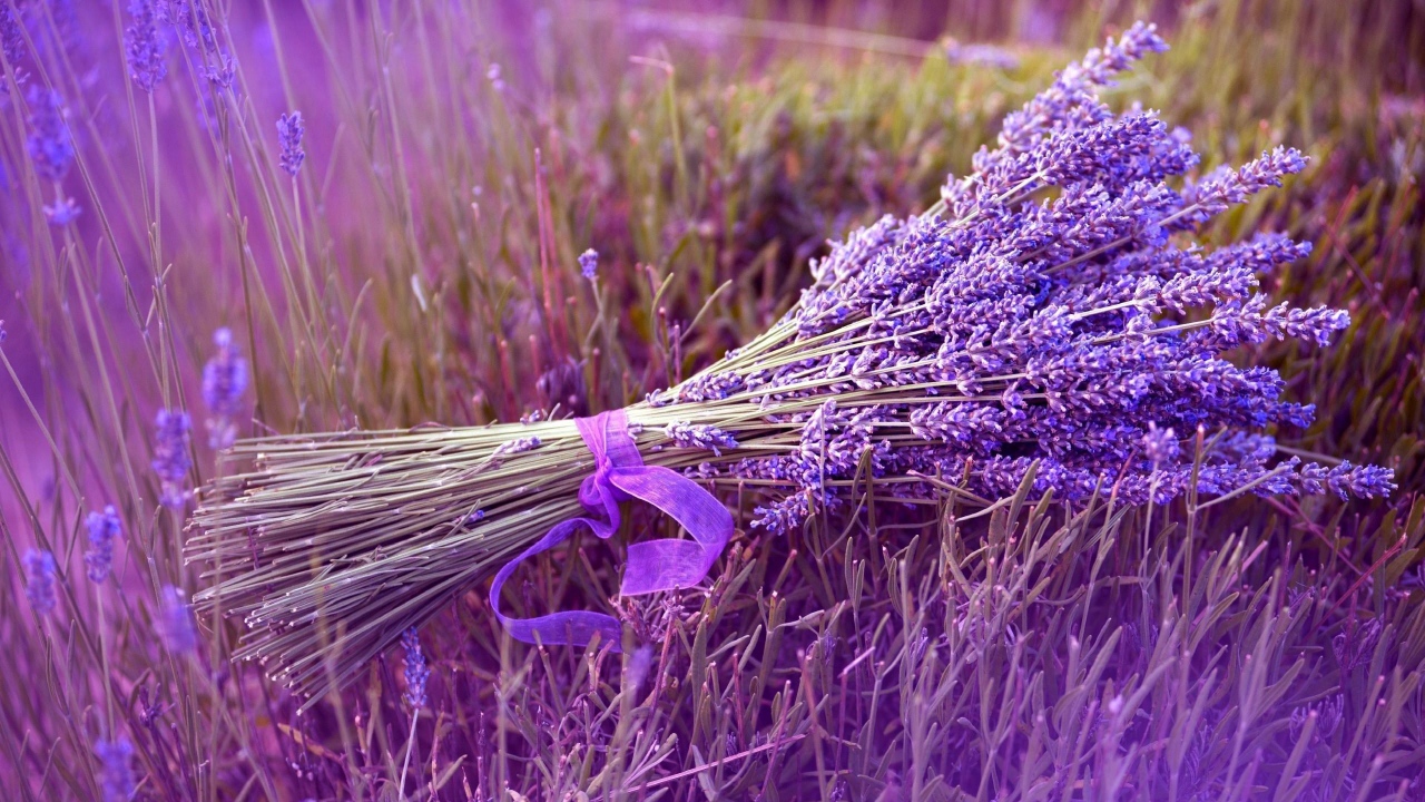 Букет сиреневых цветов лаванды перевязанный лентой