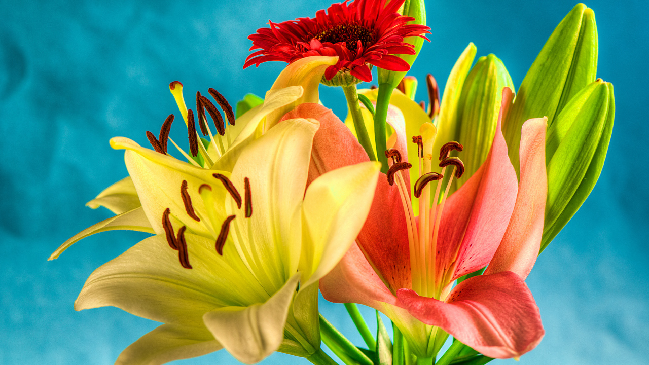 Букет из лилий и гербер на голубом фоне 
