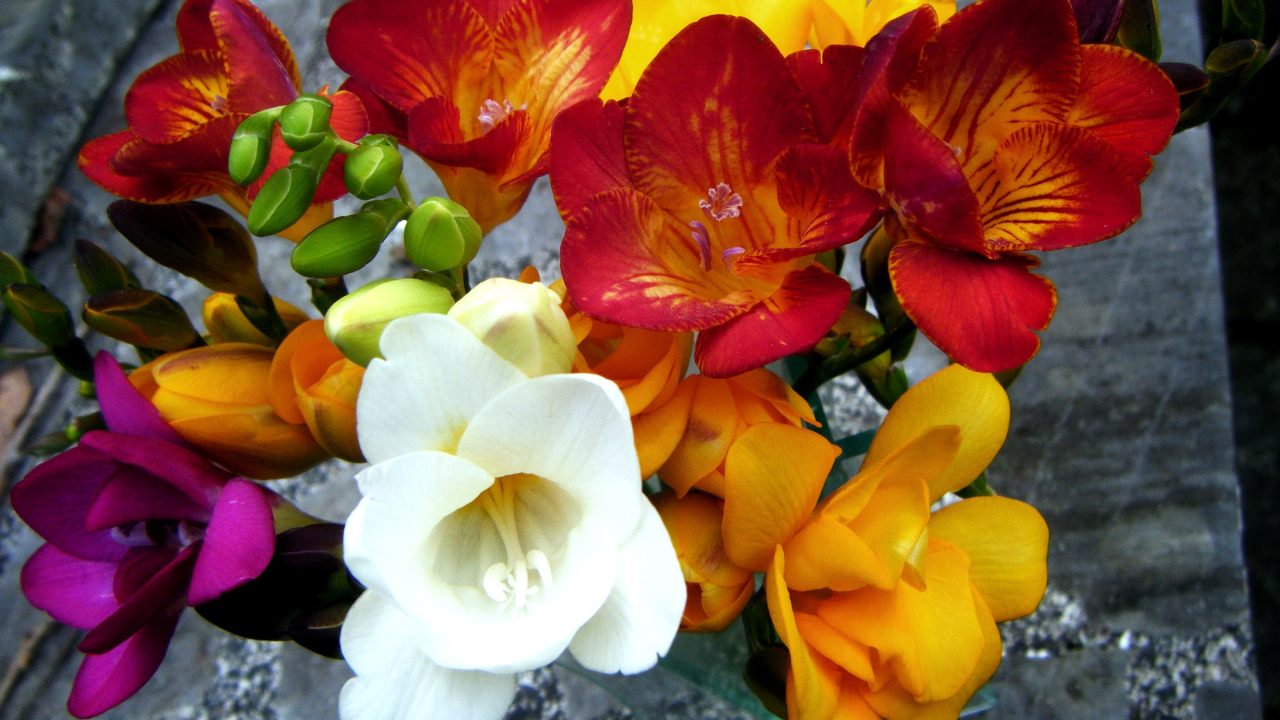 Букет разноцветных цветов фрезия крупным планом