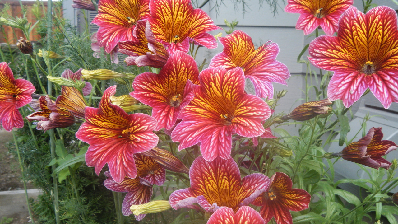 Яркая расцветка цветов сальпиглоссис