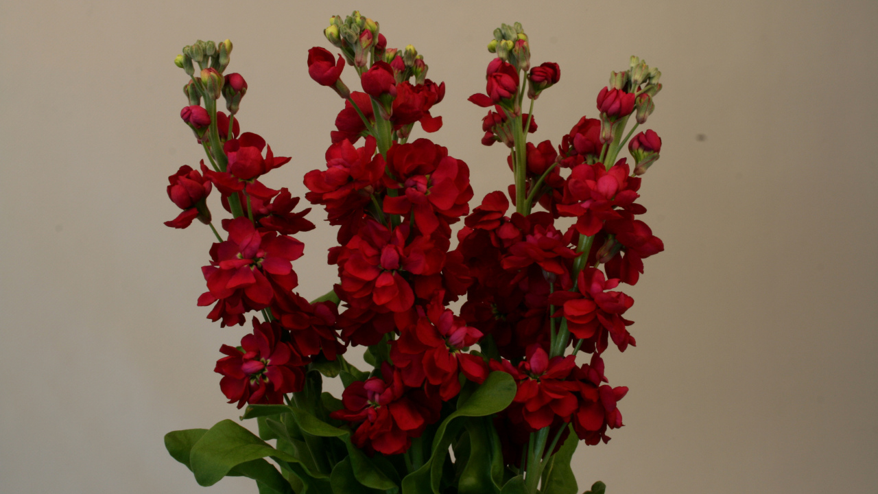 Бордовый красивый букет цветов левкой