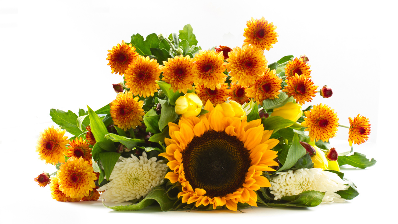 Хризантемы и цветок подсолнуха на белом фоне 