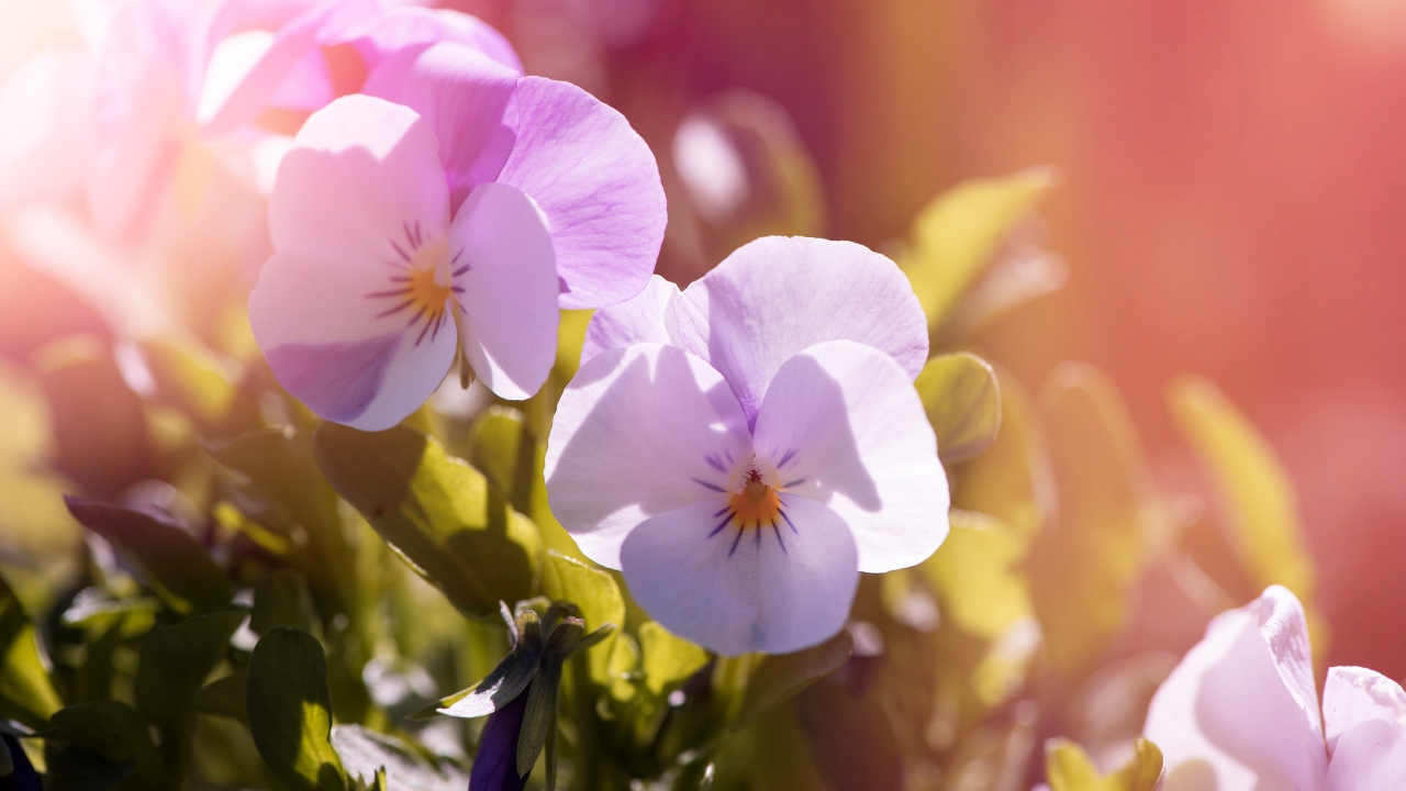 Нежные цветы Анютины глазки в лучах солнца