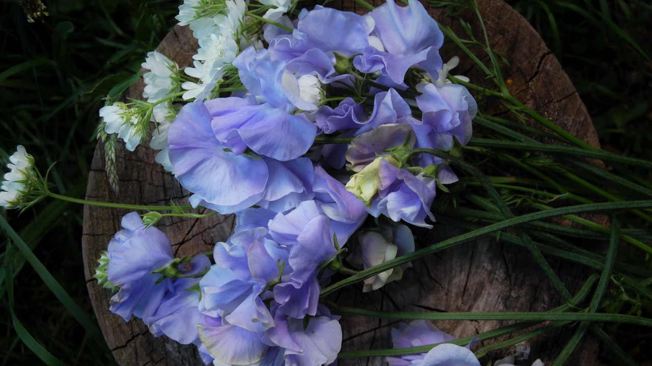 Нежные цветы душистый горошек на пне 