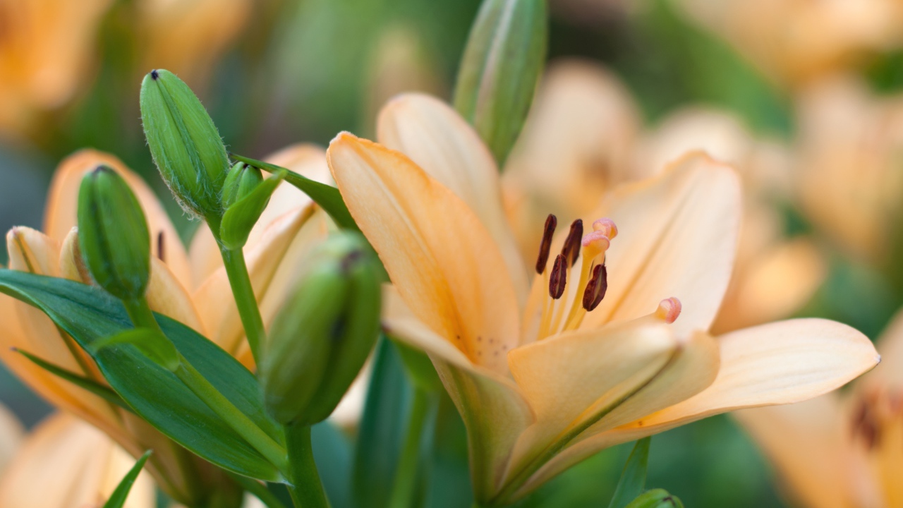Нежные лилии с бутонами крупным планом