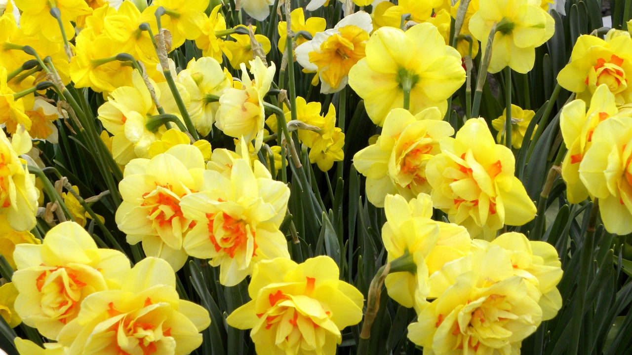 Нежные оранжевые нарциссы на клумбе весной